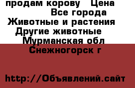 продам корову › Цена ­ 70 000 - Все города Животные и растения » Другие животные   . Мурманская обл.,Снежногорск г.